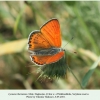 lycaena thersamon daghestan male 3